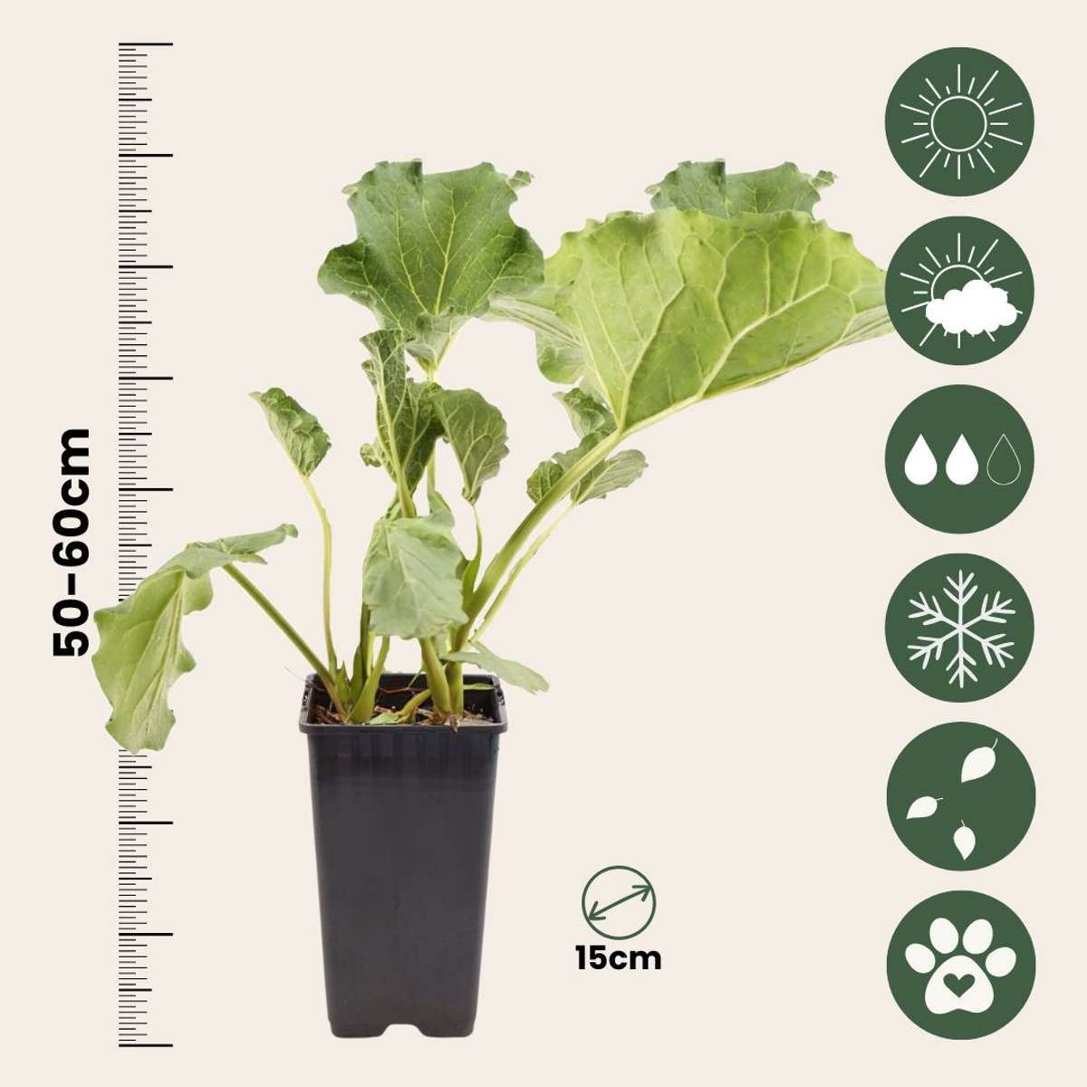Rubarbă - Set 2 - Rheum rhabarbarum - Î.50-60cm - ø15cm