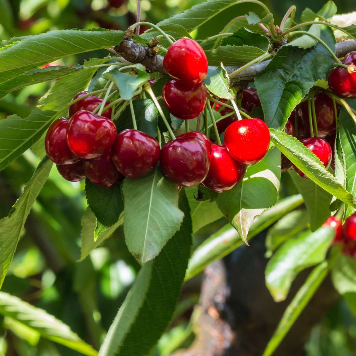 Cireș - Prunus avium 'Stella' - Cireș dulce - Înălțime 90-110cm - ⌀23cm