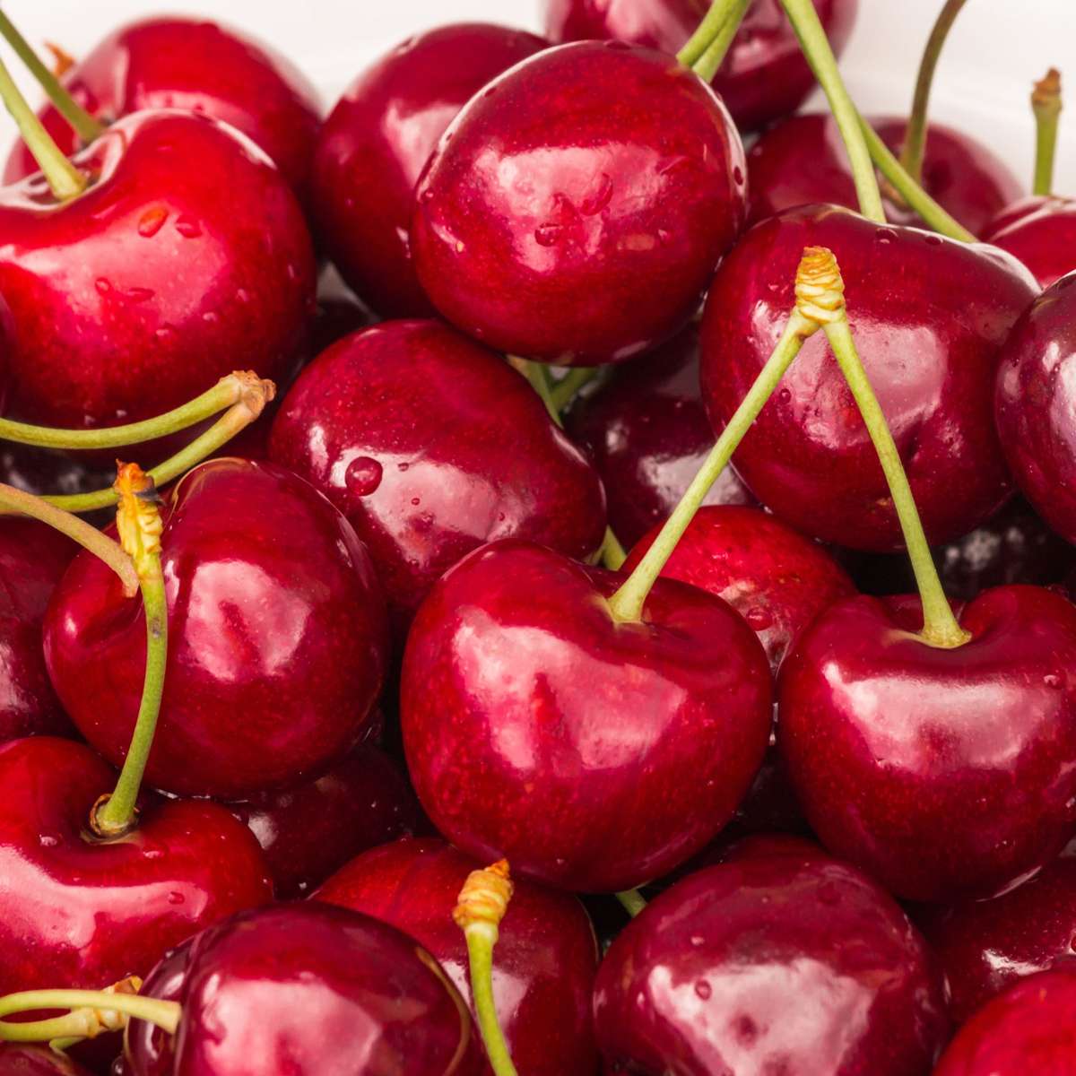 Cireș - Prunus avium 'Stella' - Cireș dulce - Înălțime 90-110cm - ⌀23cm