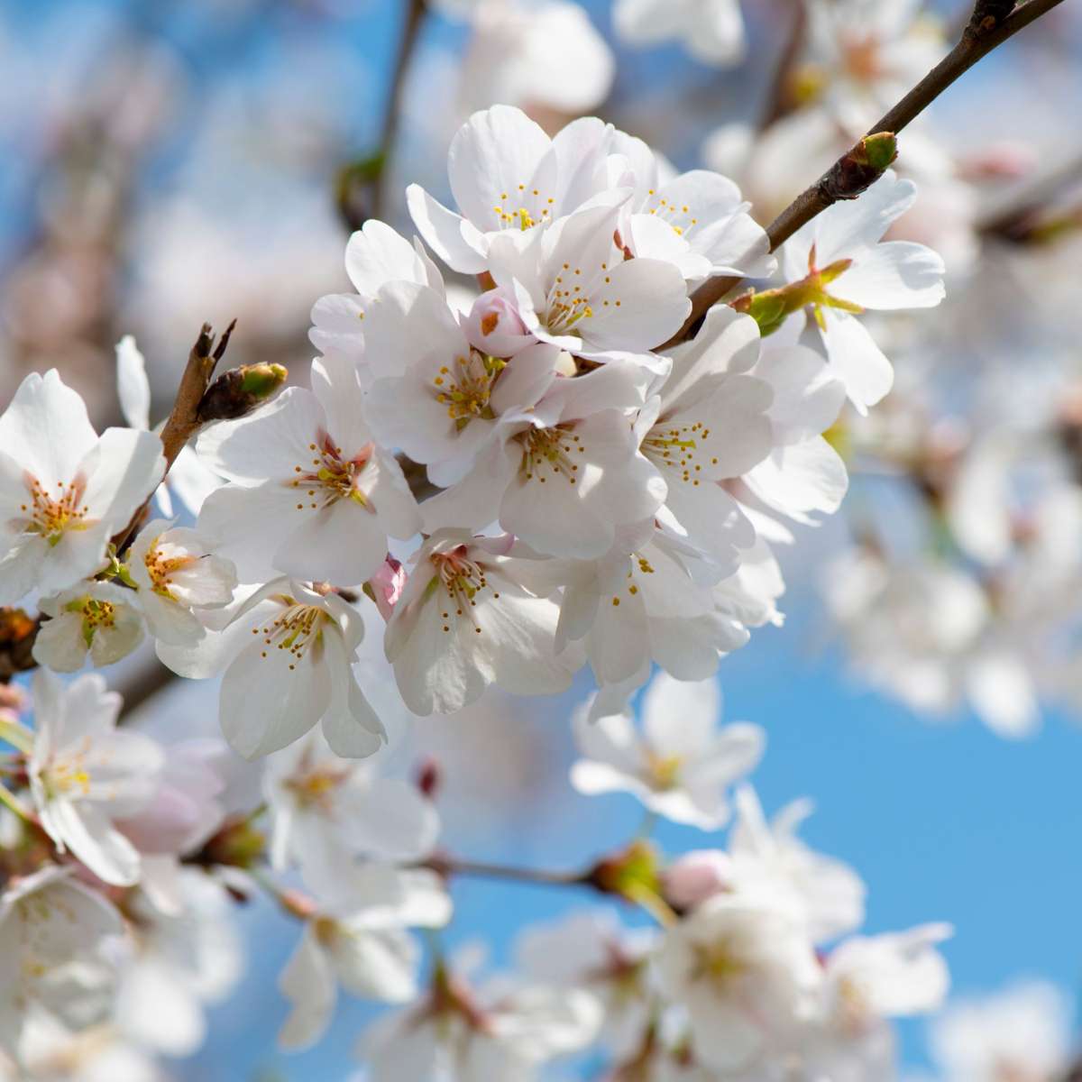 Cireș - Prunus avium 'Stella' - Cireș dulce - Înălțime 90-110cm - ⌀23cm