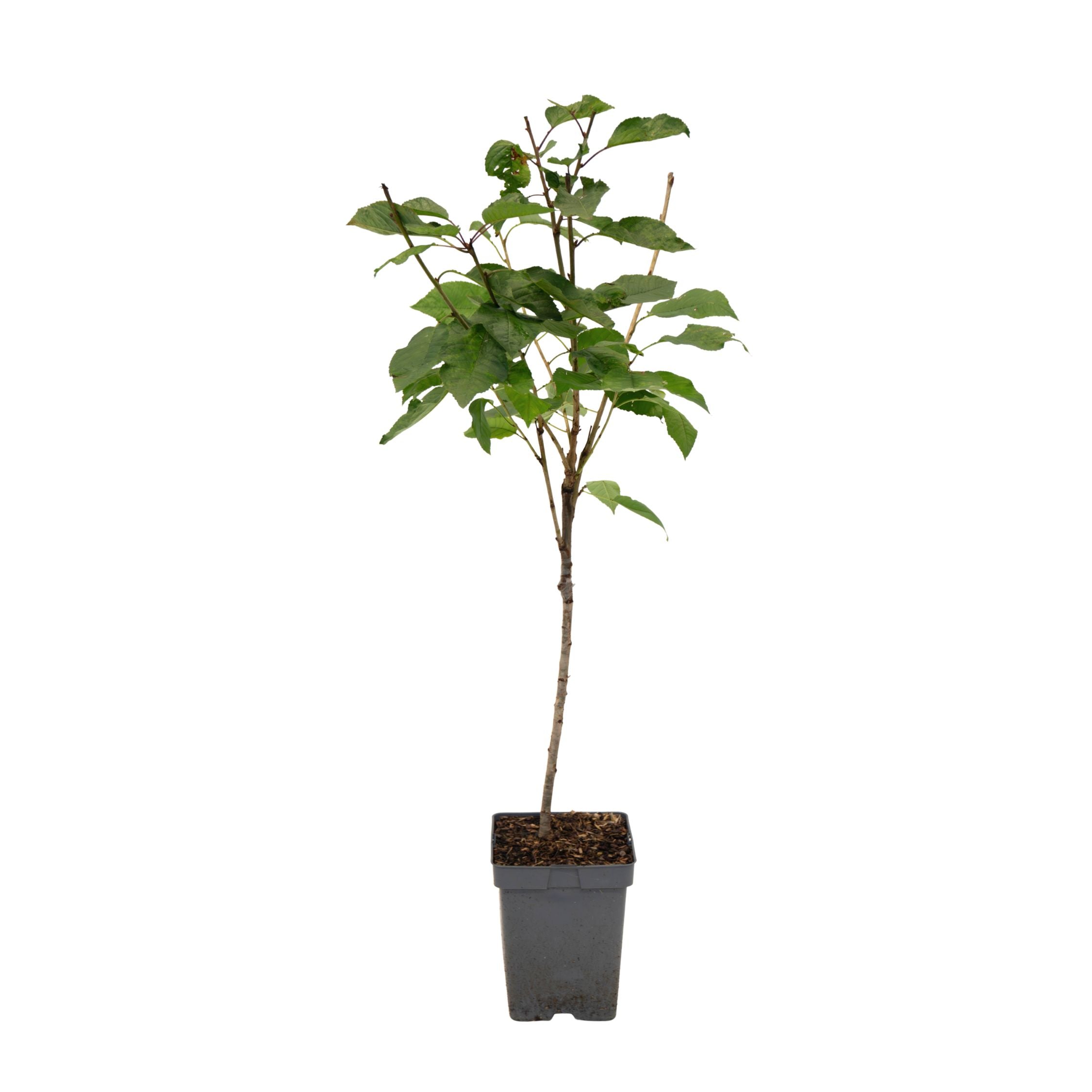 Cireș - Prunus avium 'Stella' - Cireș dulce - Înălțime 90-110cm - ⌀23cm