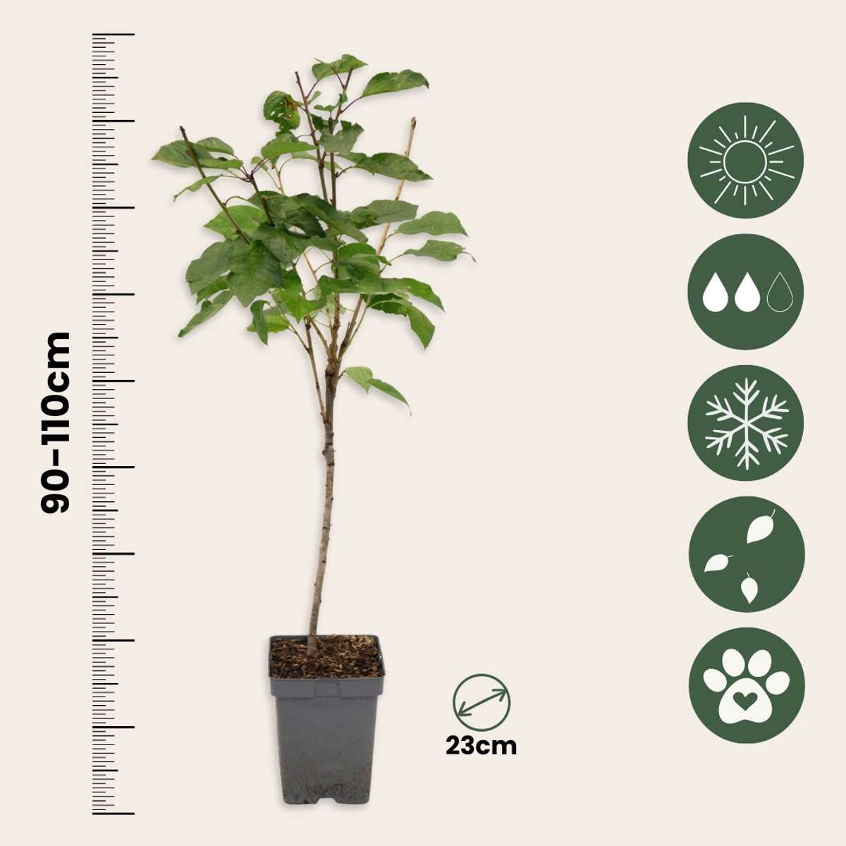 Cireș - Prunus avium 'Stella' - Cireș dulce - Înălțime 90-110cm - ⌀23cm