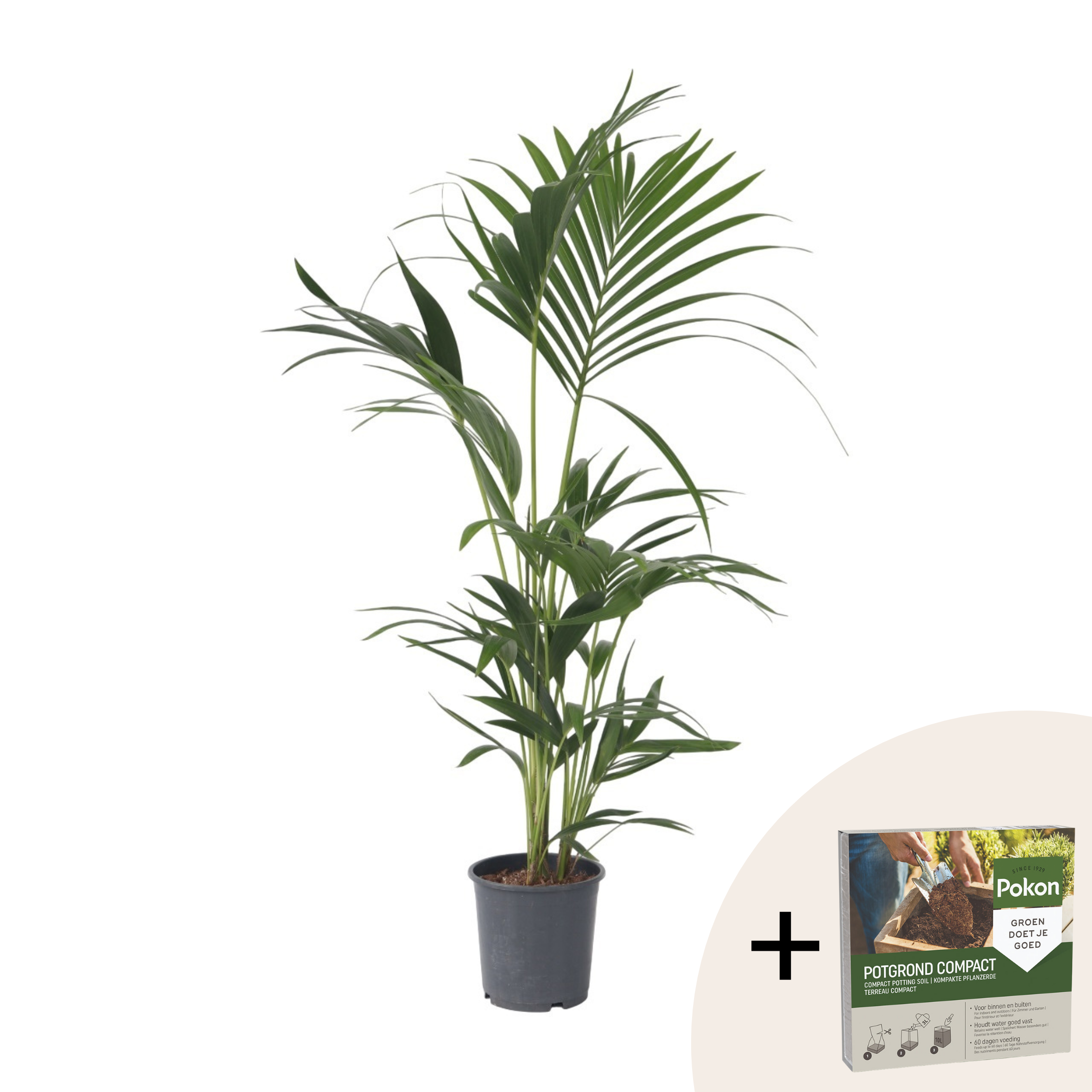 Palmier Kentia - Howea forsteriana - Înălţime 90-100cm - ⌀18cm