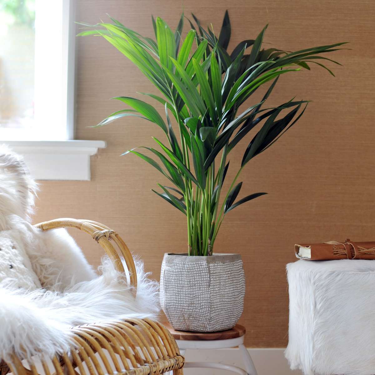 Palmier Kentia - Howea forsteriana - Înălţime 90-100cm - ⌀18cm