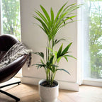 Palmier Kentia - Howea forsteriana - Înălţime 90-100cm - ⌀18cm