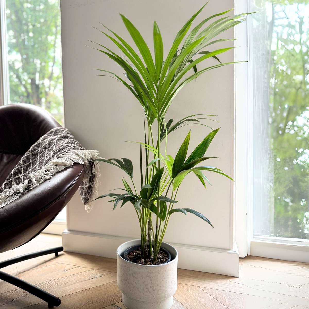 Palmier Kentia - Howea forsteriana - Înălţime 90-100cm - ⌀18cm