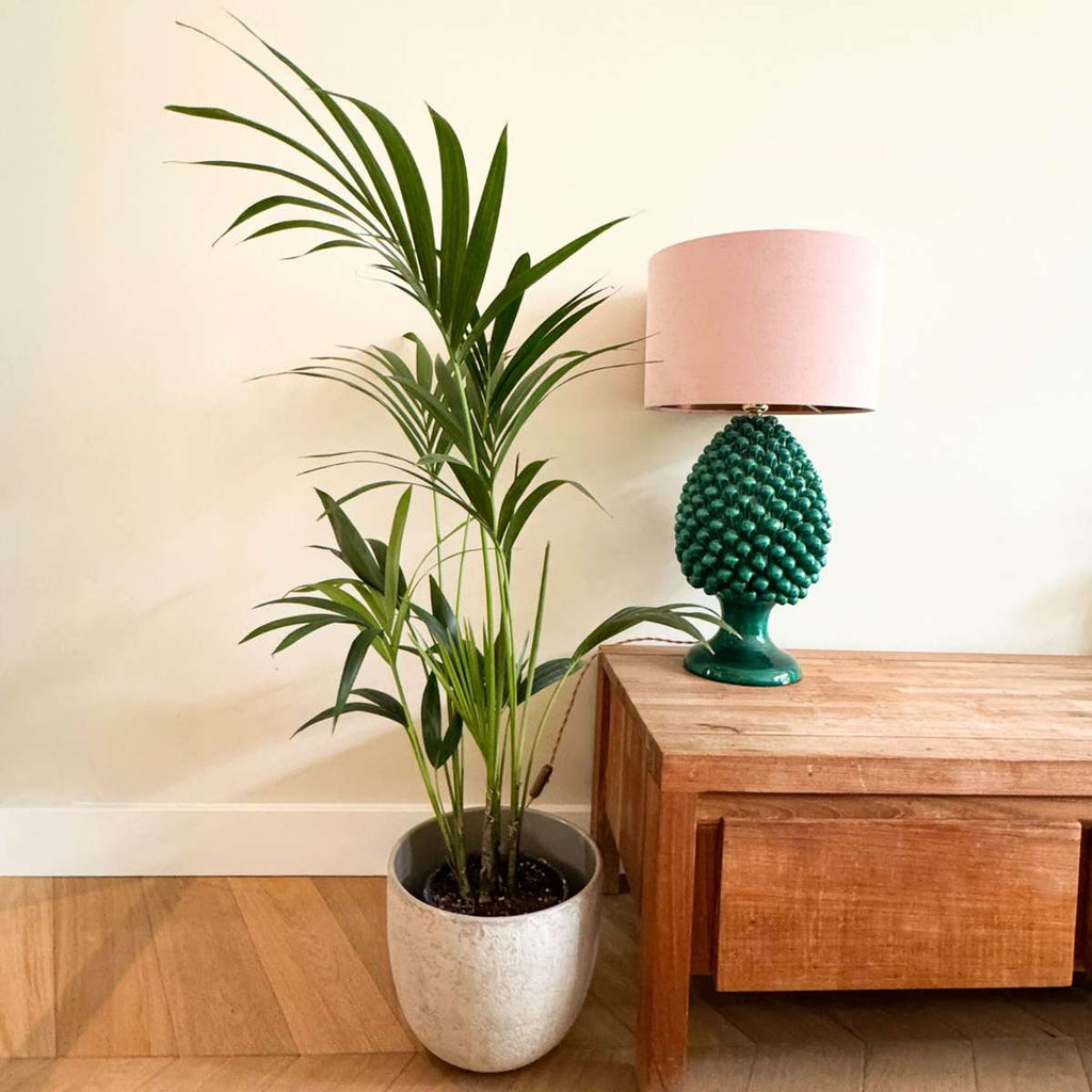 Palmier Kentia - Howea forsteriana - Înălţime 90-100cm - ⌀18cm