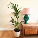 Palmier Kentia - Howea forsteriana - Înălţime 90-100cm - ⌀18cm