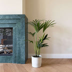 Palmier Kentia - Howea forsteriana - Înălţime 90-100cm - ⌀18cm