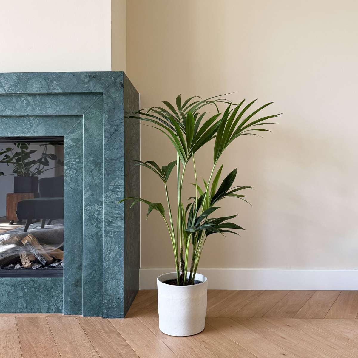 Palmier Kentia - Howea forsteriana - Înălţime 90-100cm - ⌀18cm