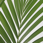Palmier Kentia - Howea forsteriana - Înălţime 90-100cm - ⌀18cm