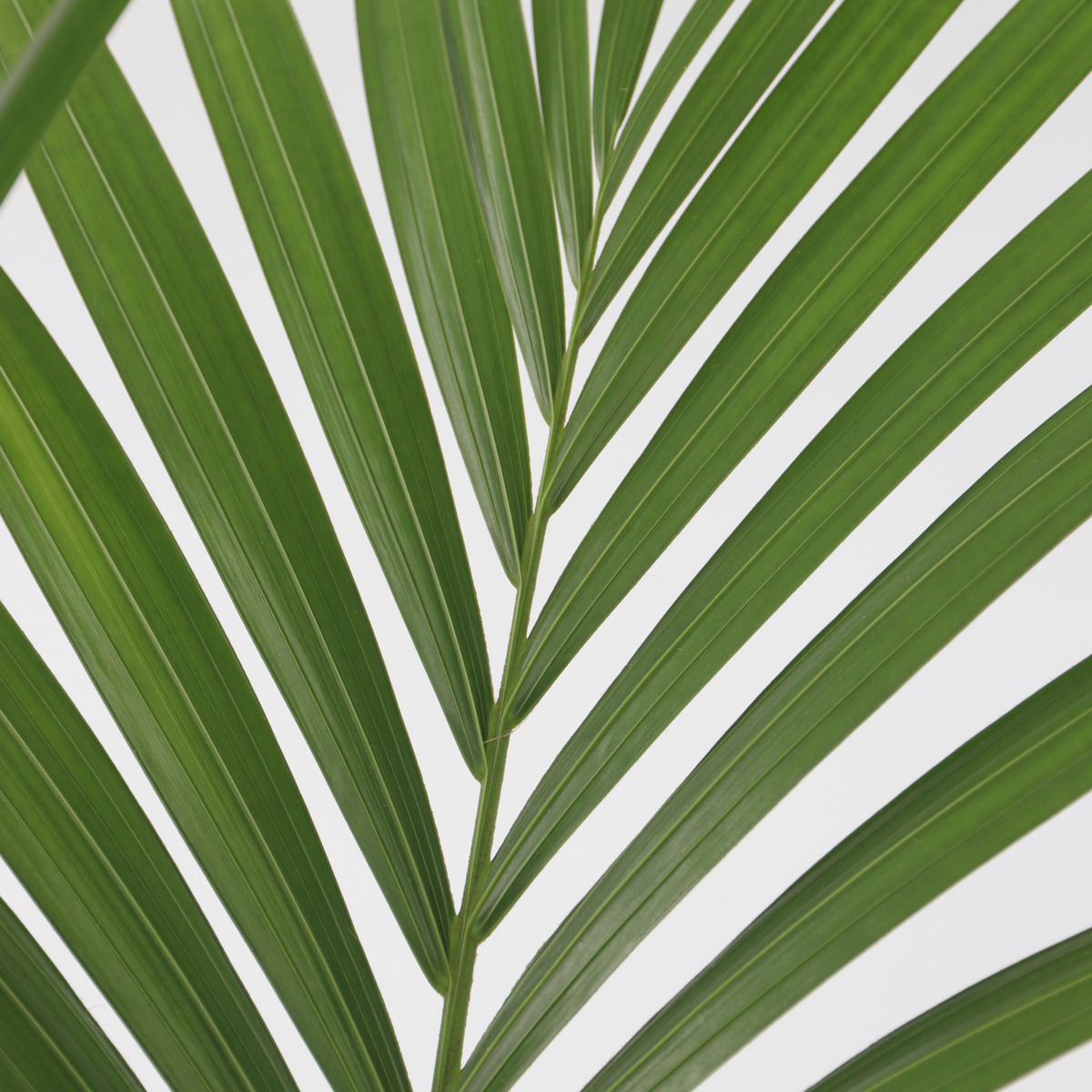 Palmier Kentia - Howea forsteriana - Înălţime 90-100cm - ⌀18cm