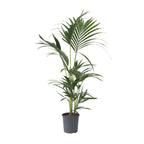 Palmier Kentia - Howea forsteriana - Înălţime 90-100cm - ⌀18cm