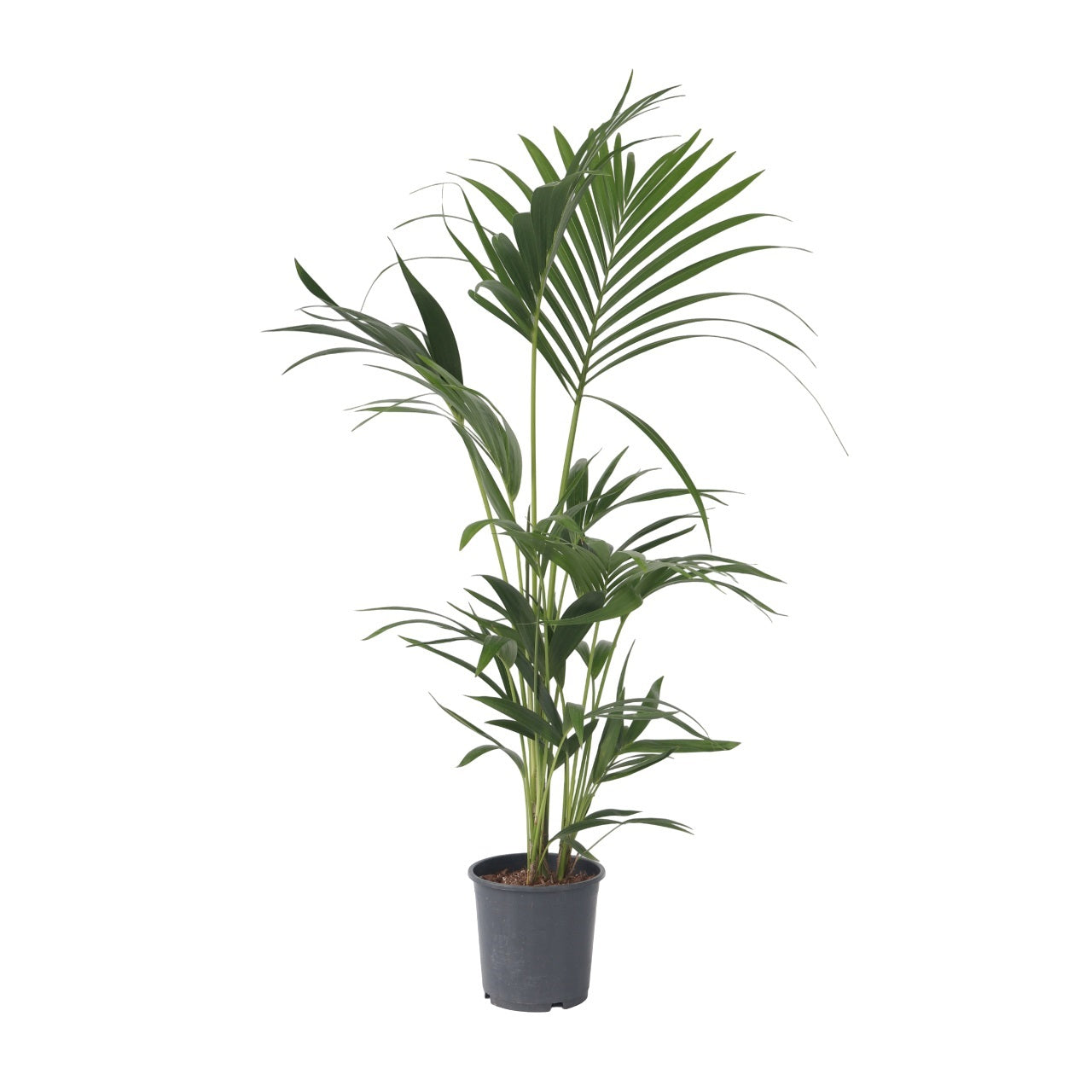 Palmier Kentia - Howea forsteriana - Înălţime 90-100cm - ⌀18cm