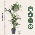 Palmier Kentia - Howea forsteriana - Înălţime 90-100cm - ⌀18cm