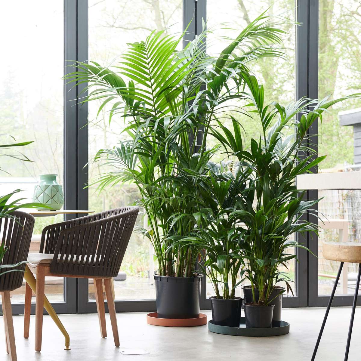 Palmier Kentia - 2 buc - Howea forsteriana - Înălţime 90-100cm - ⌀18cm