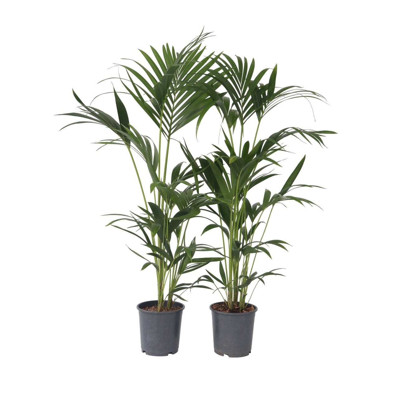 Palmier Kentia - 2 buc - Howea forsteriana - Înălţime 90-100cm - ⌀18cm