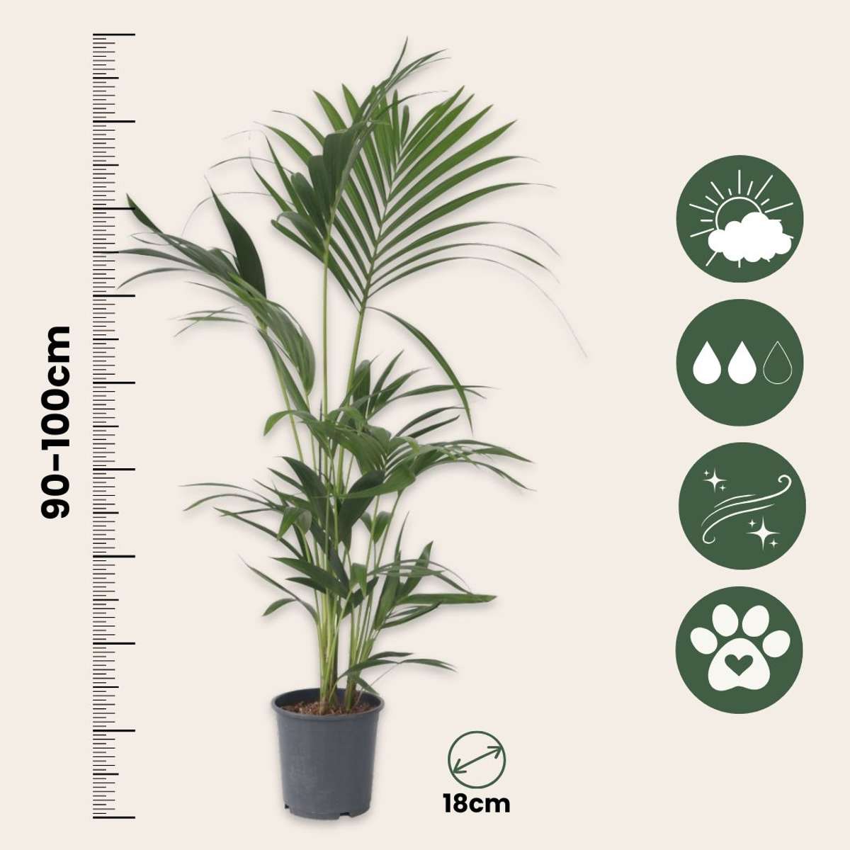 Palmier Kentia - 2 buc - Howea forsteriana - Înălţime 90-100cm - ⌀18cm