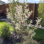Salcie pestriță - Salix integra 'Flamingo' - Înălțime 60-80cm - Ghiveci 17cm