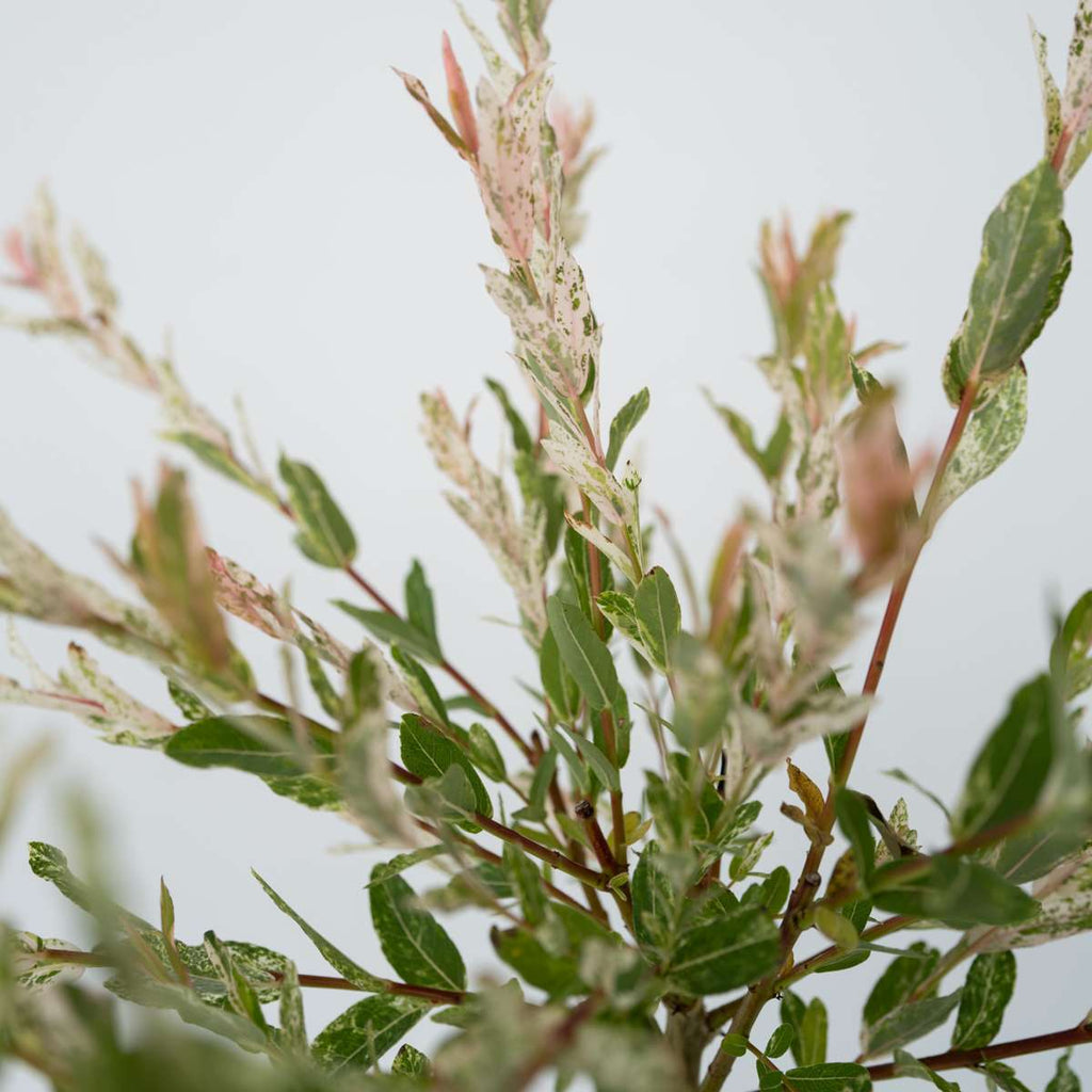 Salcie pestriță - Salix integra 'Flamingo' - Înălțime 60-80cm - Ghiveci 17cm