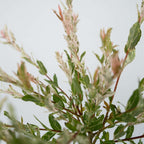 Salcie pestriță - Salix integra 'Flamingo' - Înălțime 60-80cm - Ghiveci 17cm