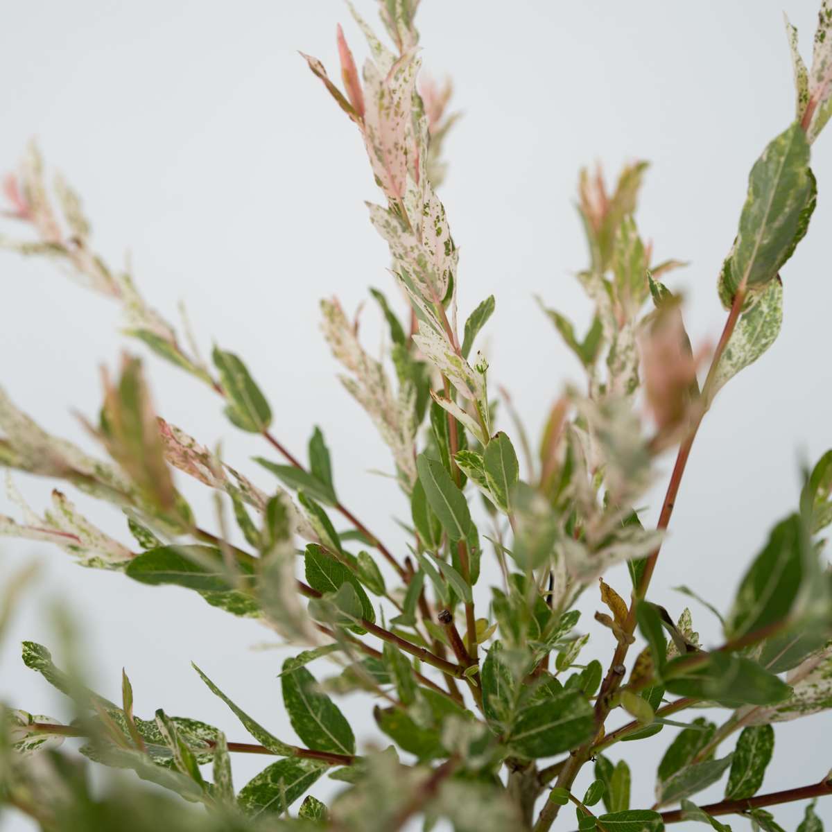 Salcie pestriță - Salix integra 'Flamingo' - Înălțime 60-80cm - Ghiveci 17cm