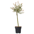 Salcie pestriță - Salix integra 'Flamingo' - Înălțime 60-80cm - Ghiveci 17cm
