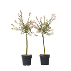 Salcie - 2 buc - Salix integra 'Flamingo' - Înălţime 60-80cm - ⌀17cm