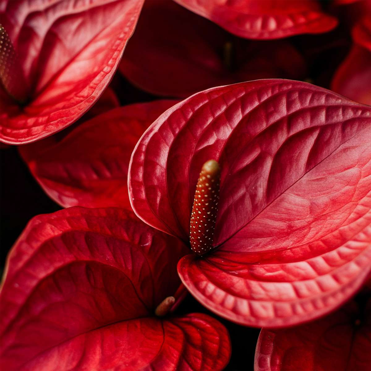Floarea flamingo - Anthurium 'Royal Champion' - Înălțime 35-45cm - ø12cm