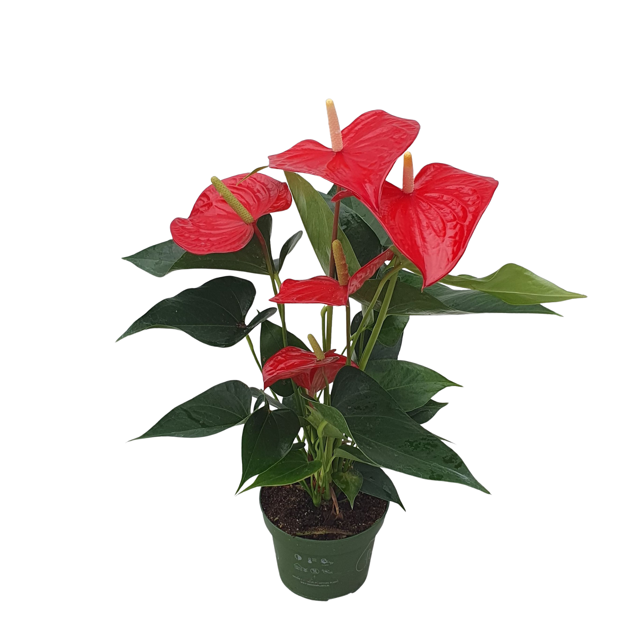 Floarea flamingo - Anthurium 'Royal Champion' - Înălțime 35-45cm - ø12cm