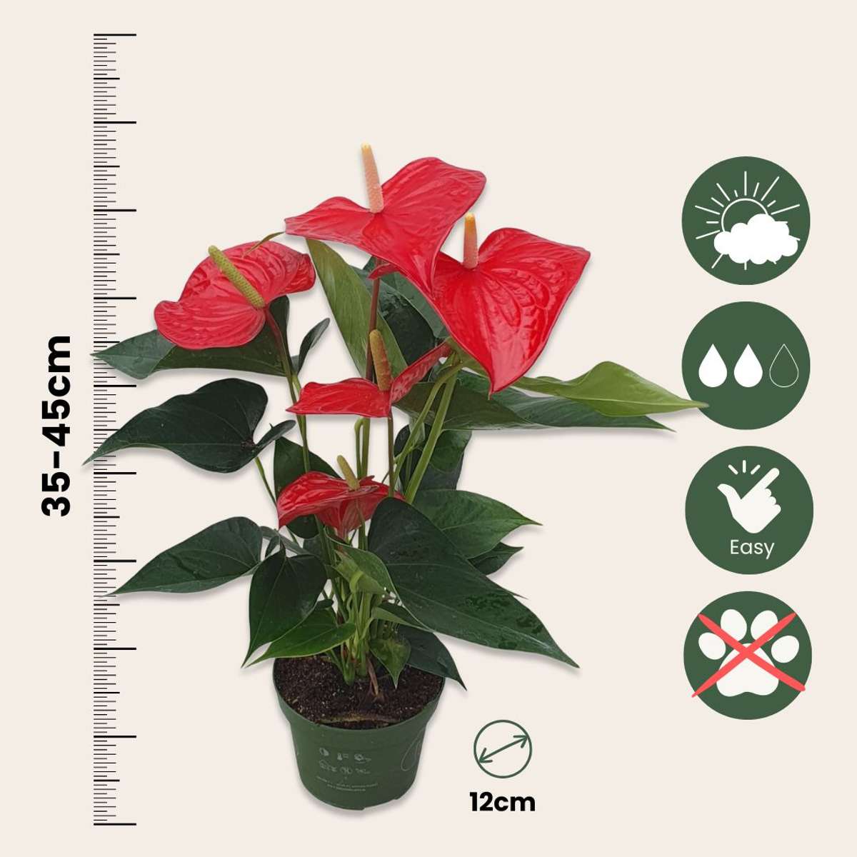 Floarea flamingo - Anthurium 'Royal Champion' - Înălțime 35-45cm - ø12cm