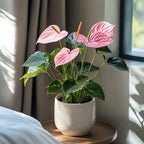 Floarea flamingo - Anthurium 'Sweet Dream' - Înălțime 35-45cm - ø12cm