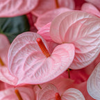 Floarea flamingo - Anthurium 'Sweet Dream' - Înălțime 35-45cm - ø12cm