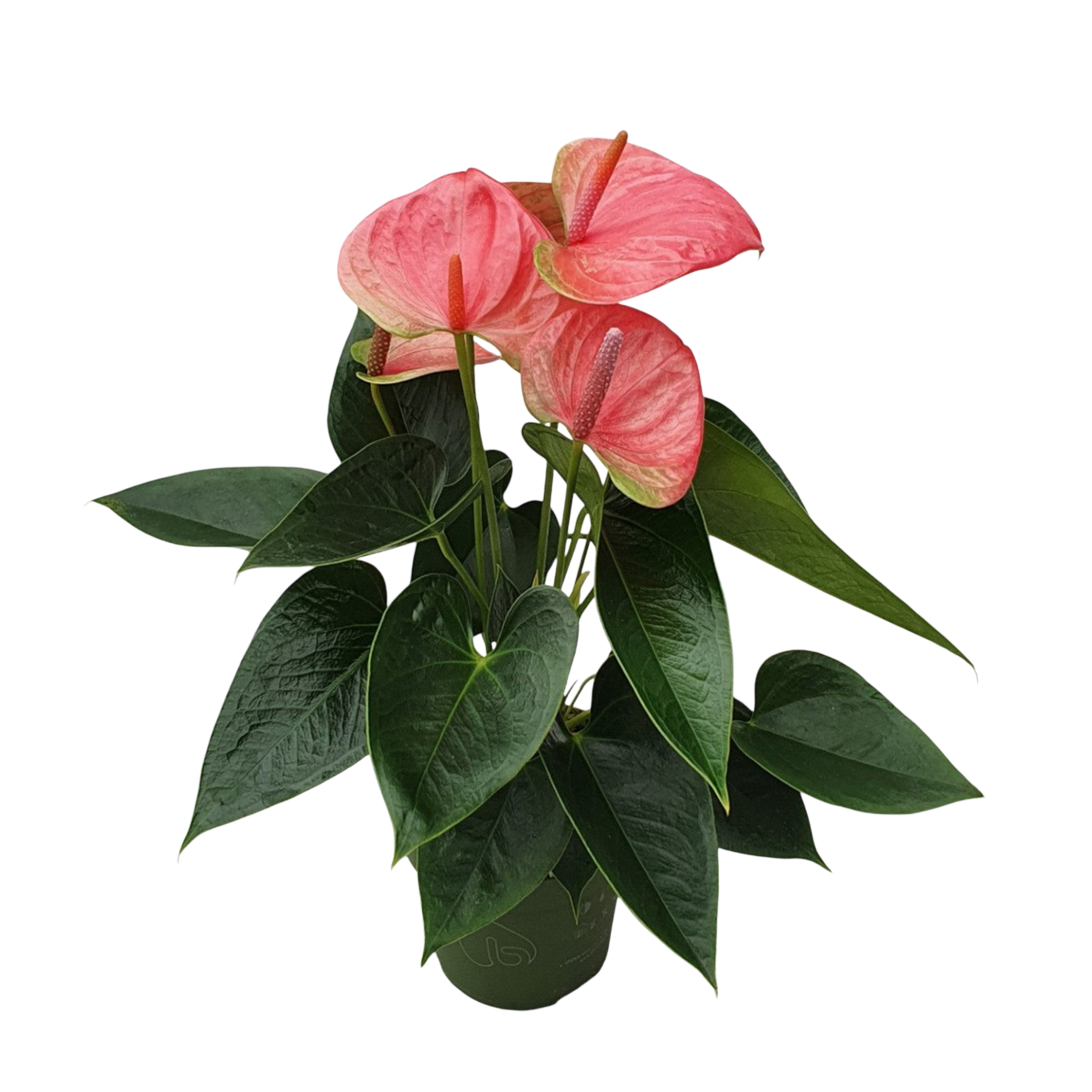 Floarea flamingo - Anthurium 'Sweet Dream' - Înălțime 35-45cm - ø12cm