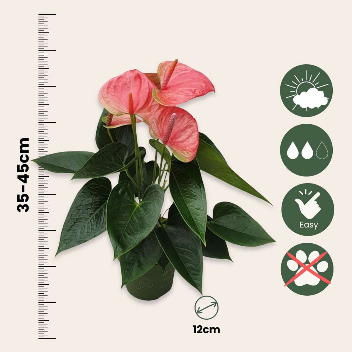 Floarea flamingo - Anthurium 'Sweet Dream' - Înălțime 35-45cm - ø12cm