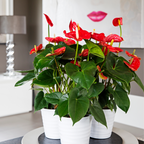 Floarea flamingo - Anthurium 'Madural Red' - Înălțime 40-45cm - ø14cm