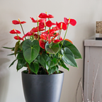 Floarea flamingo - Anthurium 'Madural Red' - Înălțime 40-45cm - ø14cm