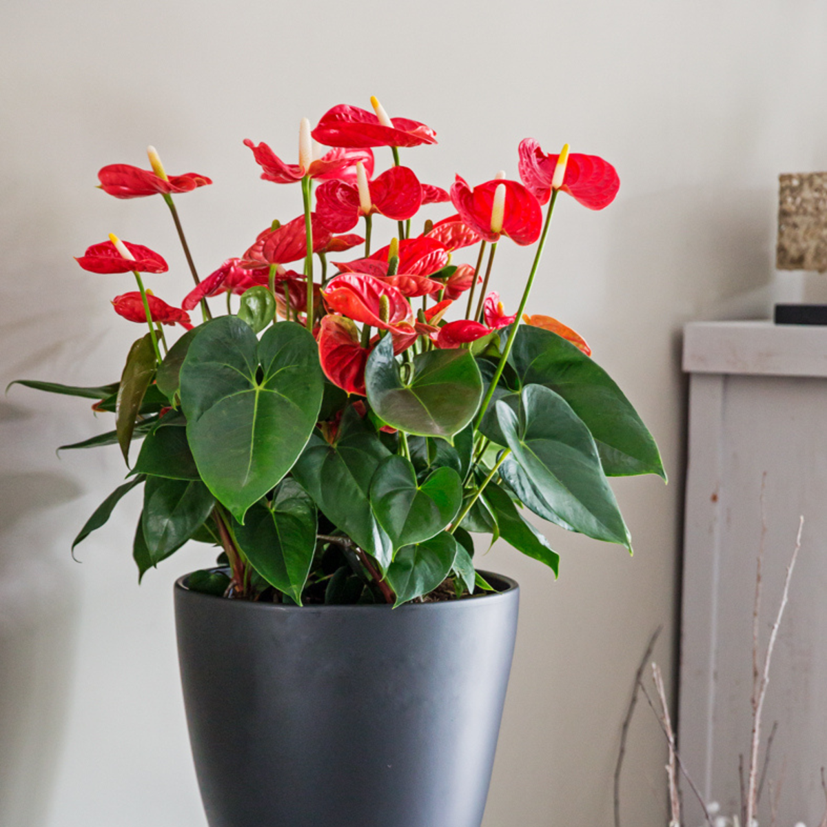 Floarea flamingo - Anthurium 'Madural Red' - Înălțime 40-45cm - ø14cm