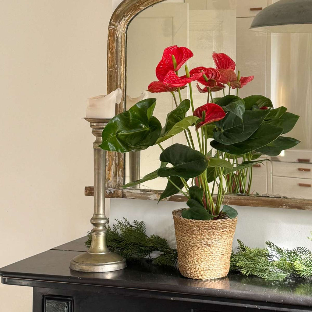 Floarea flamingo - Anthurium 'Madural Red' - Înălțime 55-70cm - ø17cm