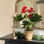 Floarea flamingo - Anthurium 'Madural Red' - Înălțime 55-70cm - ø17cm