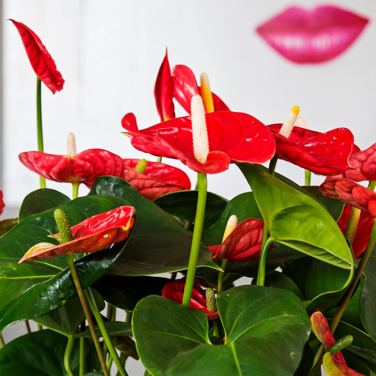 Floarea flamingo - Anthurium 'Madural Red' - Înălțime 40-45cm - ø14cm