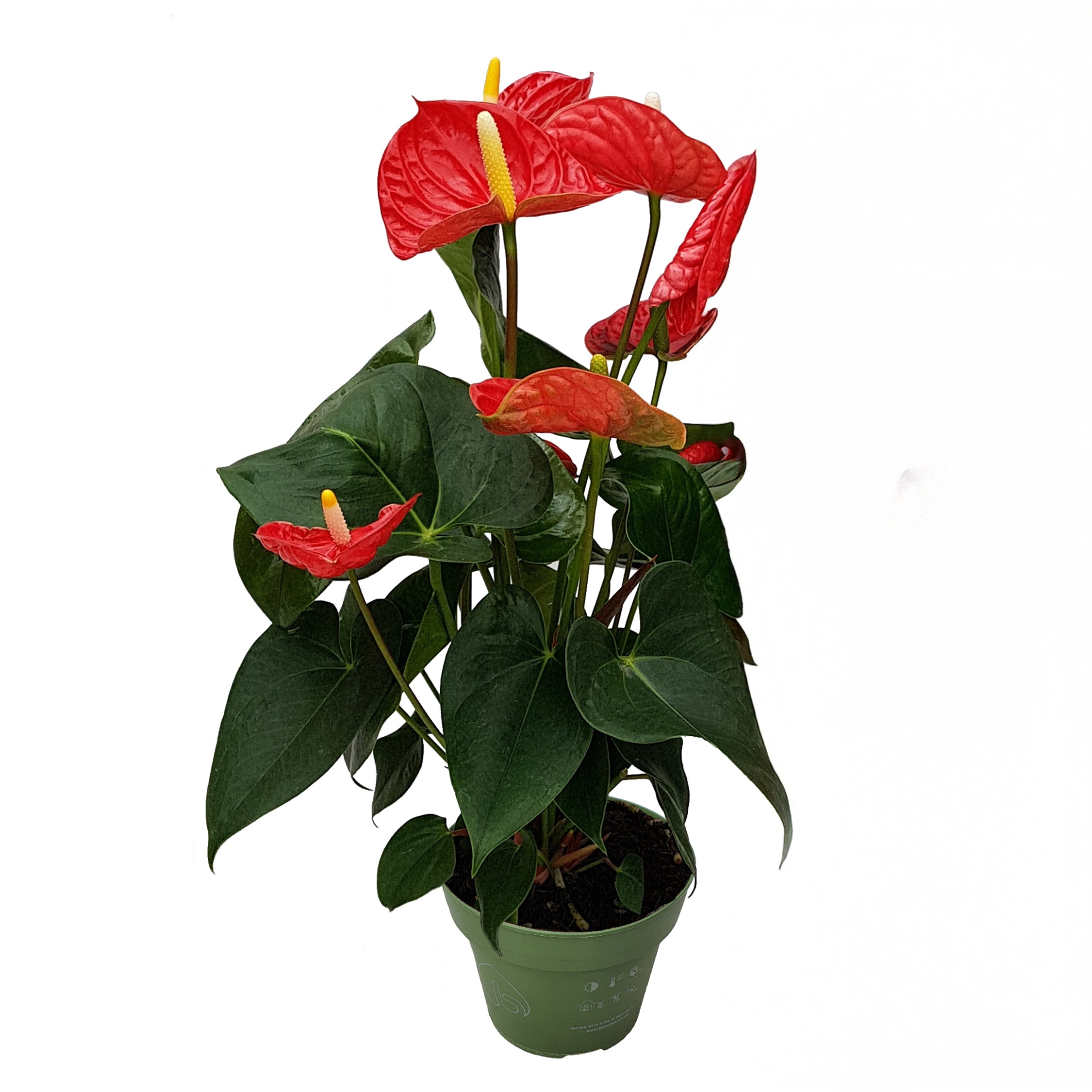 Floarea flamingo - Anthurium 'Madural Red' - Înălțime 40-45cm - ø14cm