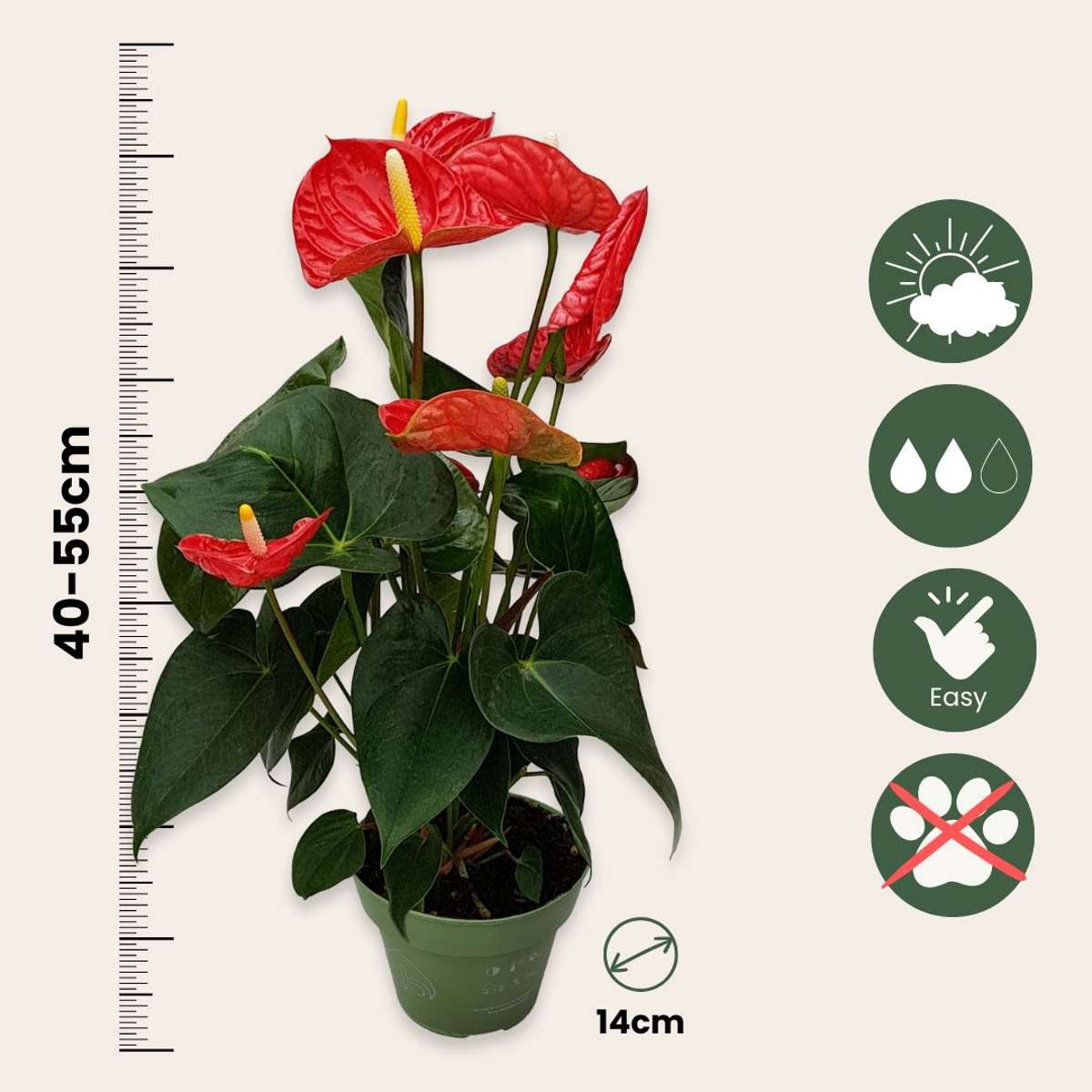 Floarea flamingo - Anthurium 'Madural Red' - Înălțime 40-45cm - ø14cm