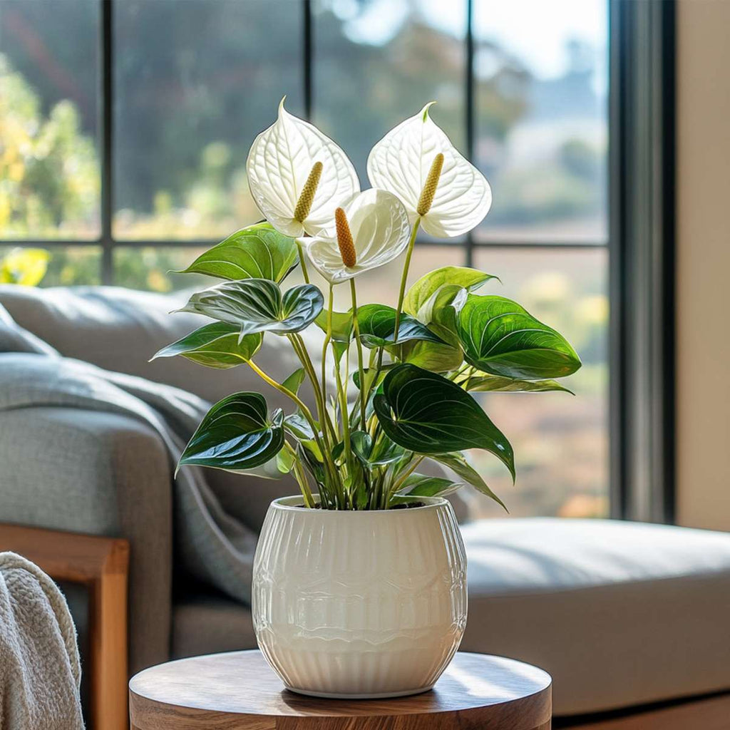 Floarea flamingo - Anthurium 'Alpine White' - Înălțime 40-55cm - ø14cm