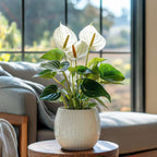 Floarea flamingo - Anthurium 'Alpine White' - Înălțime 40-55cm - ø14cm