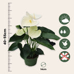 Floarea flamingo - Anthurium 'Alpine White' - Înălțime 40-55cm - ø14cm