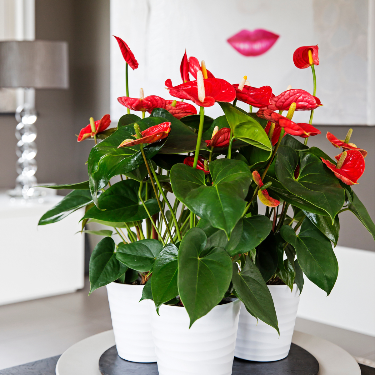 Floarea flamingo - Anthurium 'Madural Red' - Înălțime 55-70cm - ø17cm