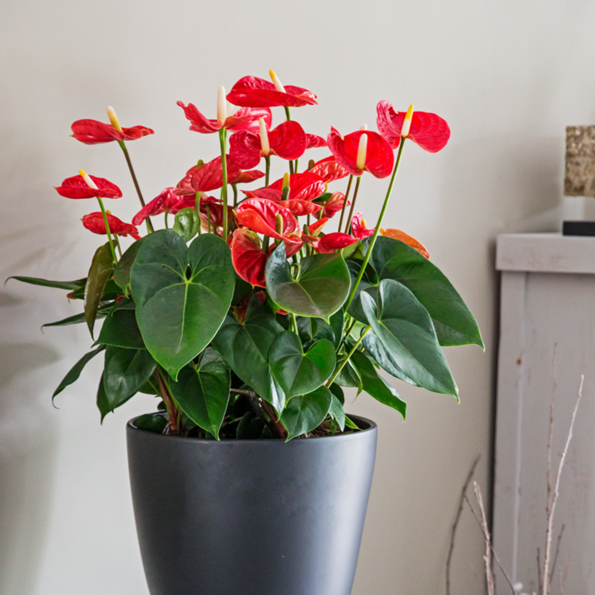 Floarea flamingo - Anthurium 'Madural Red' - Înălțime 55-70cm - ø17cm