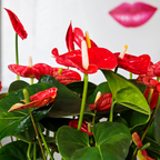 Floarea flamingo - Anthurium 'Madural Red' - Înălțime 55-70cm - ø17cm