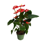 Floarea flamingo - Anthurium 'Madural Red' - Înălțime 55-70cm - ø17cm